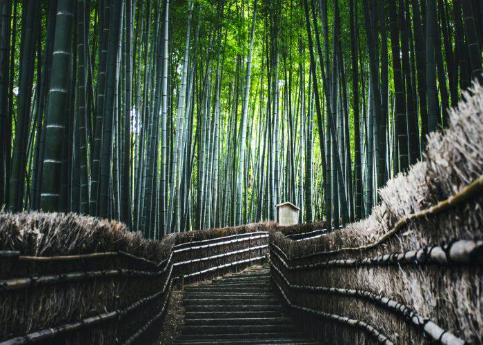 A staircase at Arashiyama Bamboo Forest, leading up into the towering bamboo.